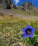 46 Gentiana acaulis-Genziana di Koch con vista in Valletto